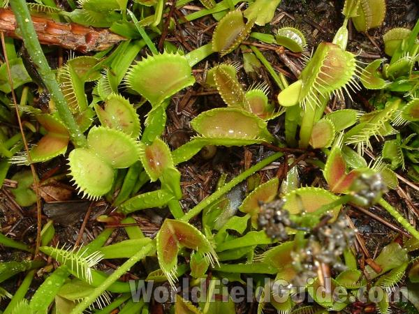 Multiple Plants - Close View<br>(Location of Picture: Atlanta Botanic Garden, Georgia)