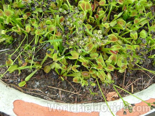 Multiple Plants<br>(Location of Picture: Atlanta Botanic Garden, Georgia)