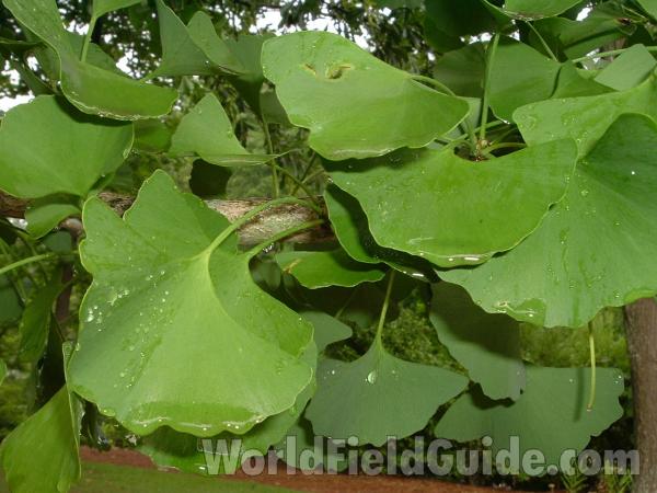 Leaves - 