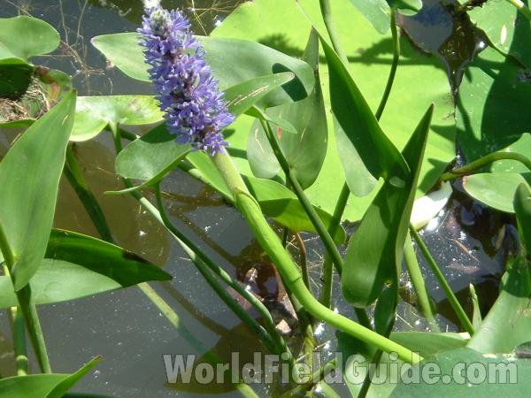 Flowers<br>(Location of Picture: Chs, Glencoe, Illinois, USA)