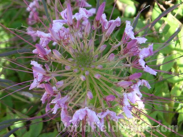 Flowers - Top View<br>(Location of Picture: Chs, Glencoe, Illinois, USA)