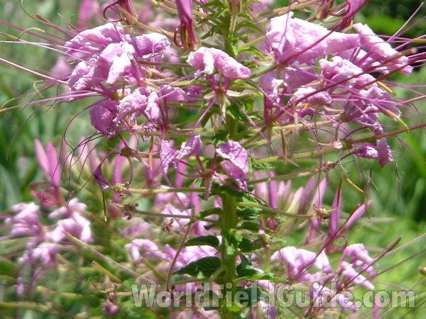 Flowers - Close View<br>(Location of Picture: Chs, Glencoe, Illinois, USA)