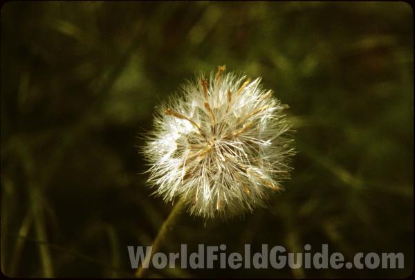 Seed Head<br>(Location of Picture: Conconully, Washington, USA)