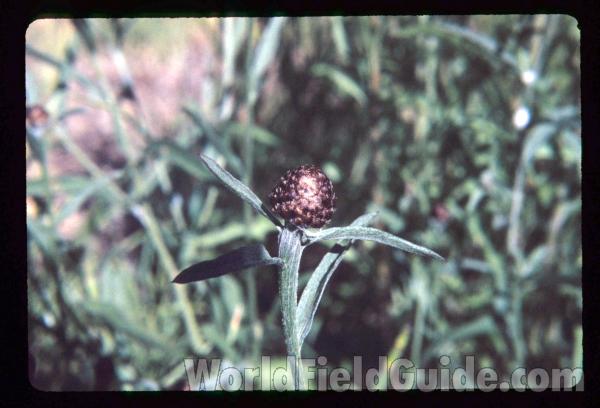 Top Of Plant in  Bloom<br>(Location of Picture: Blewitt Pass, Washington, USA)