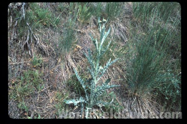 Top Of Plant<br>(Location of Picture: Blue Lake, Washington, USA)