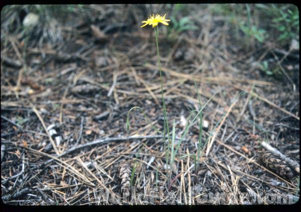 Silhouette<br>(Location of Picture: Conconully, Washington, USA)
