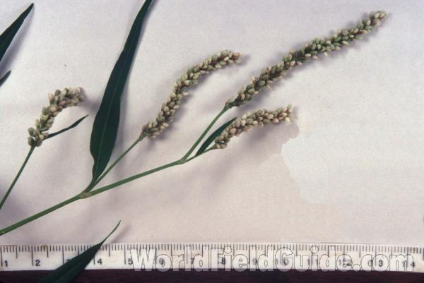 Top Of Plant in  Bloom - Close View<br>(Origin of the Specimen: Lake Kosh, Wi,  usa, Sept 3, 2000)