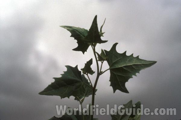 Top Of Plant Showing Leaves<br>(Location of Picture: Rebecca Lake, Washington, USA)