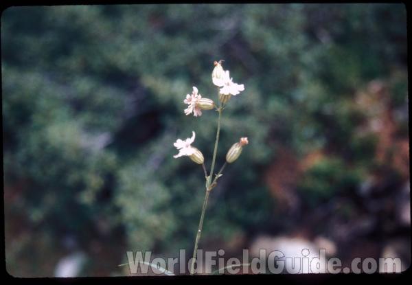 Flowers<br>(Location of Picture: Hurley Peak, Washington, USA)