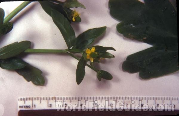 Flower<br>(Origin of the Specimen: Round Lake, Illinois, USA)