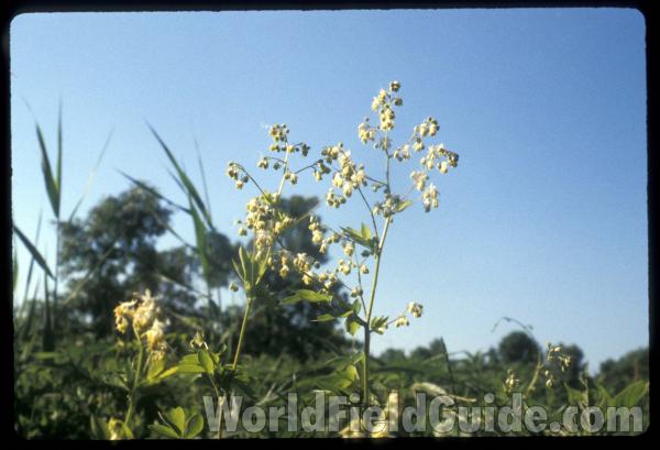 Top Of Plant<br>(Location of Picture: Winthrop Harbor, Illinois, USA)