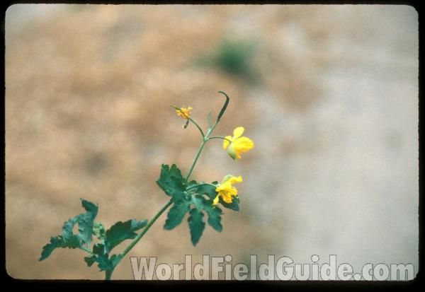 Top Of Plant<br>(Location of Picture: Conconully, Washington, USA)