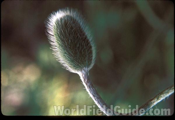 Young Pod<br>(Location of Picture: Garden, Okanogan, Wa, May 8, 2000)