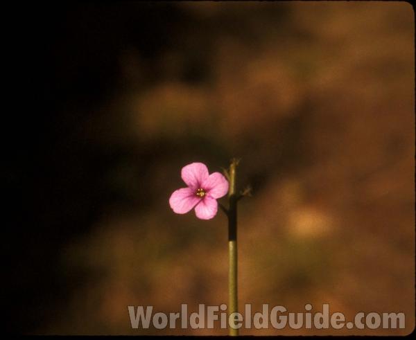 Flower - Front View<br>(Location of Picture: Conconully, Wa, May 11, 2001)