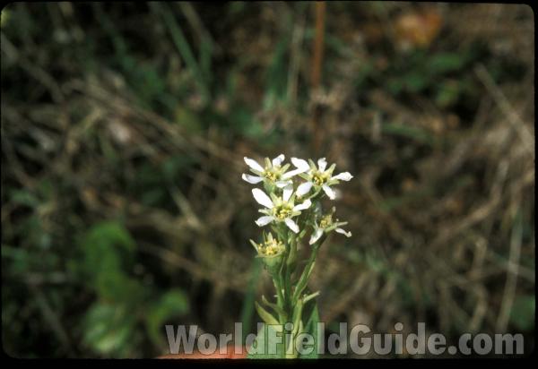 Top Of Plant in  Bloom<br>(Location of Picture: Near Rockport Wa, USA, Mar 30)