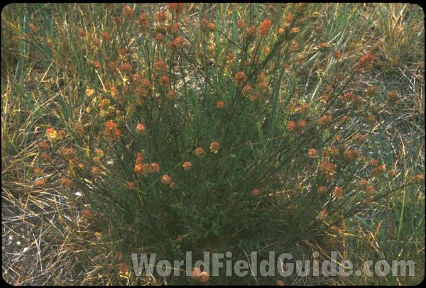 Habitat View<br>(Location of Picture: Conconully, Wa, USA, June 8, 2000)