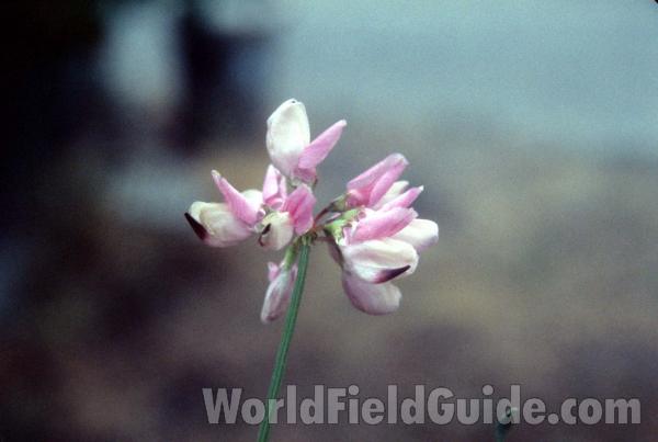 Flowers - Close View<br>(Location of Picture: Pleasant Valley, Wa, June 11, 2000)