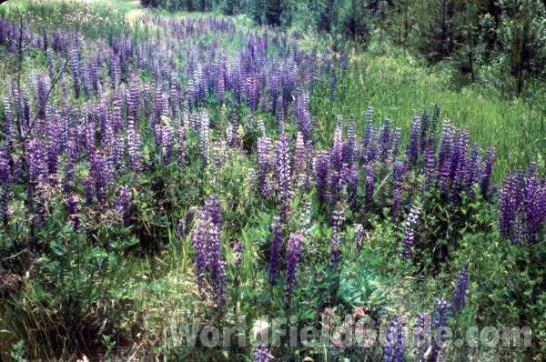Habitat<br>(Location of Picture: Usk, Washington, June 20, 2000)