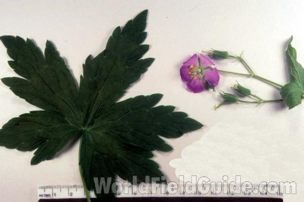 Mounted - Flower and Leaf<br>(Origin of the Specimen: Near Mhenry, Illinois)