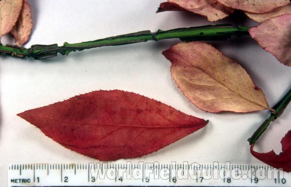 Mounted Specimen<br>(Origin of the Specimen: Ornamental, Round Lake, Il, USA, 97)