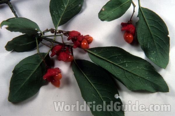 Fruit - Close Up<br>(Origin of the Specimen: Mchenry, Illinois, USA)