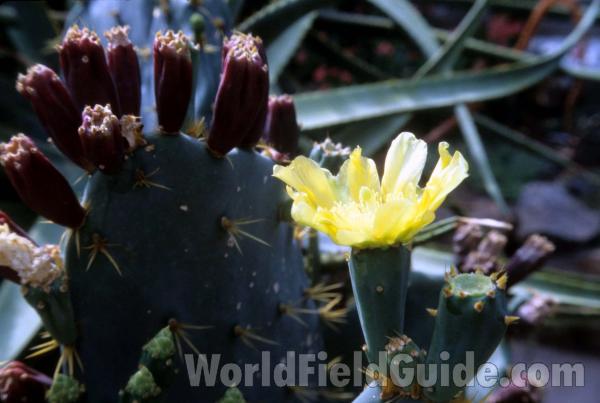 Flower and Pads<br>(Location of Picture: Chs, Glencoe, Illinois)