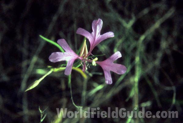 Flowers<br>(Location of Picture: Rufus Wood Lake, Wa)