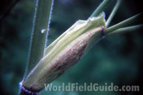 Stem<br>(Location of Picture: Ole Elm, Wa, June 6, 2000)