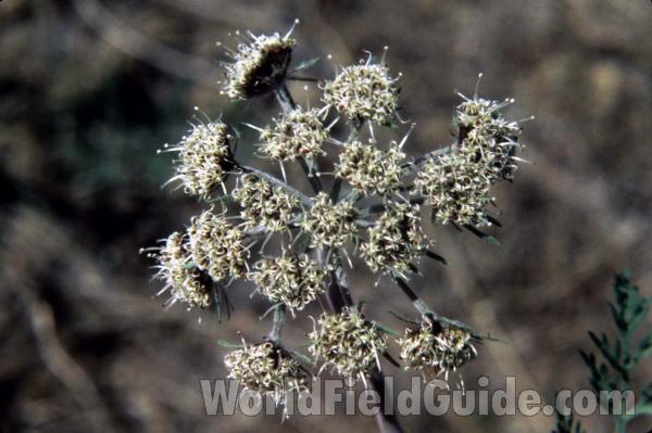 Flower Heads<br>(Location of Picture: Little Goose Lake, Wa)