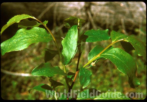 Top Of Plant<br>(Location of Picture: Browns Lake, Wa,  june 20, 2000)