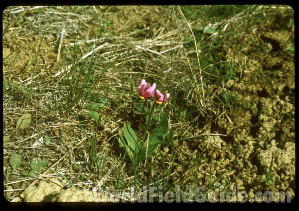 Habitat View #2<br>(Location of Picture: Spokane, Wa, USA, April 12, 2001)