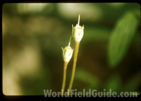 Young Seed Head<br>(Location of Picture: Spokane, Wa, USA, April 12, 2001)