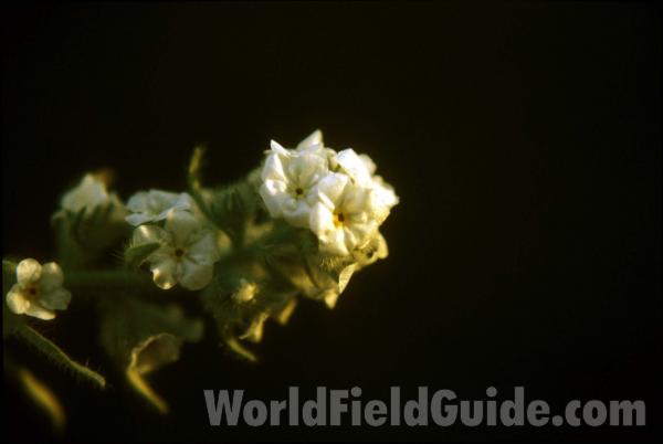 Top Of Plant in  Bloom<br>(Location of Picture: Riverside, Wa, USA, May 11, 2000)