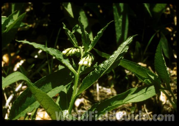 Top Of Plant in  Bloom<br>(Location of Picture: Conconully, Wa, Late May 2001)