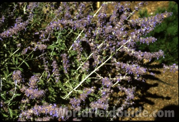 Top Of Plant in  Bloom