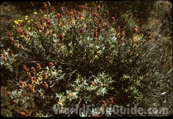 Habitat View<br>(Location of Picture: Coulee Dam, Wa, June 19, 2000)