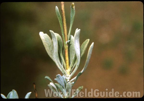 Stem and Leaves<br>(Location of Picture: Rufus Wood Lake,  wa, May 12, 2000)