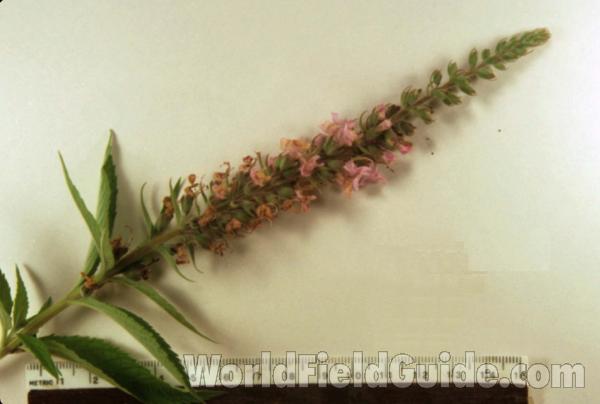 Top Of Plant<br>(Origin of the Specimen: Round Lake, Illinois, USA July '03)