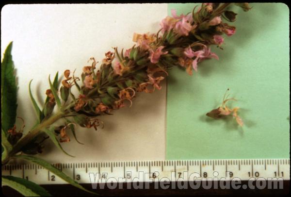 Flowers<br>(Origin of the Specimen: Round Lake, Illinois, USA July '03)