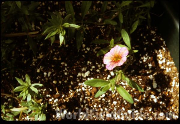 Yellow Flower<br>(Location of Picture: Garden, Malott, Washington, USA)