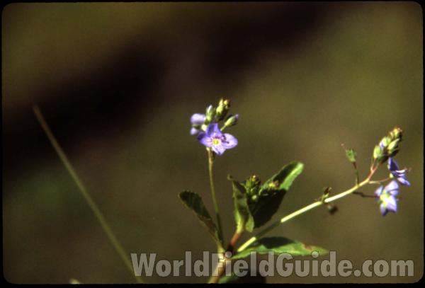 Top Of Plant<br>(Location of Picture: Smith Lake, Washington, USA)
