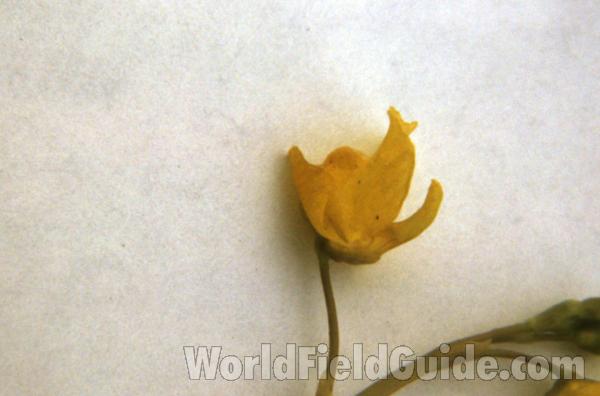 Mounted - Flower<br>(Location of Picture: Little Green Lake, Wa, USA)