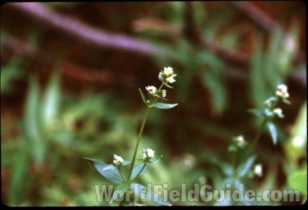 Top Of Plant in  Bloom<br>(Location of Picture: Washington, USA)