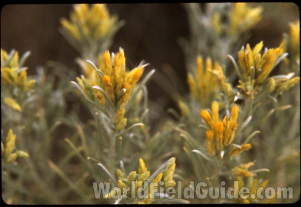 Top Of Plant<br>(Location of Picture: Okanogan, Washington, USA)