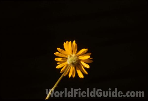Flower - Back View<br>(Location of Picture: Shell Rock Point, Wa, USA)