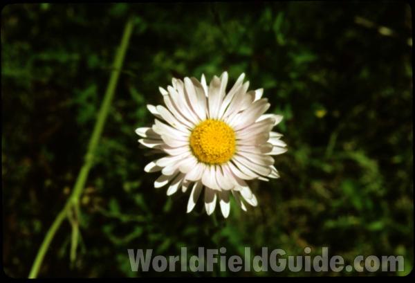 Flower - Front View - Alternate View<br>(Location of Picture: Harts Pass, Washington, USA)