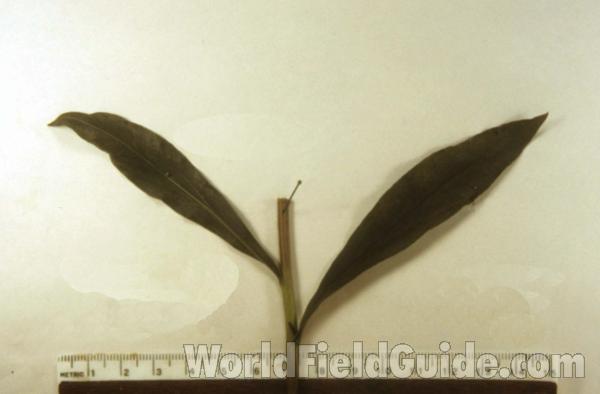 Mounted Leaf<br>(Origin of the Specimen: Milw County, Wisconsin, USA, August)