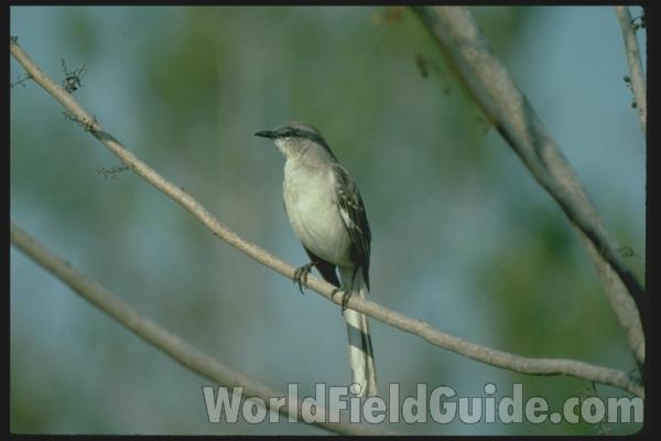 Habitat - Front View<br>(Location of Picture: Florida, USA)