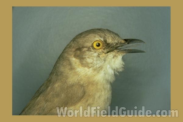 Close View Of Head - Side View - Museum Specimen<br>(Location of Picture: FMNH of Chicago)