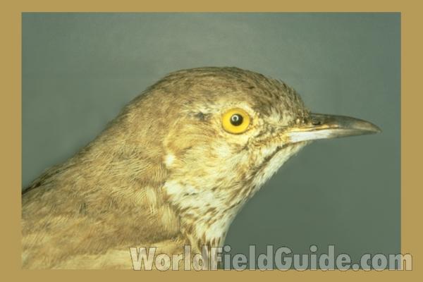 Museum Specimen<br>(Location of Picture: FMNH of chicago)